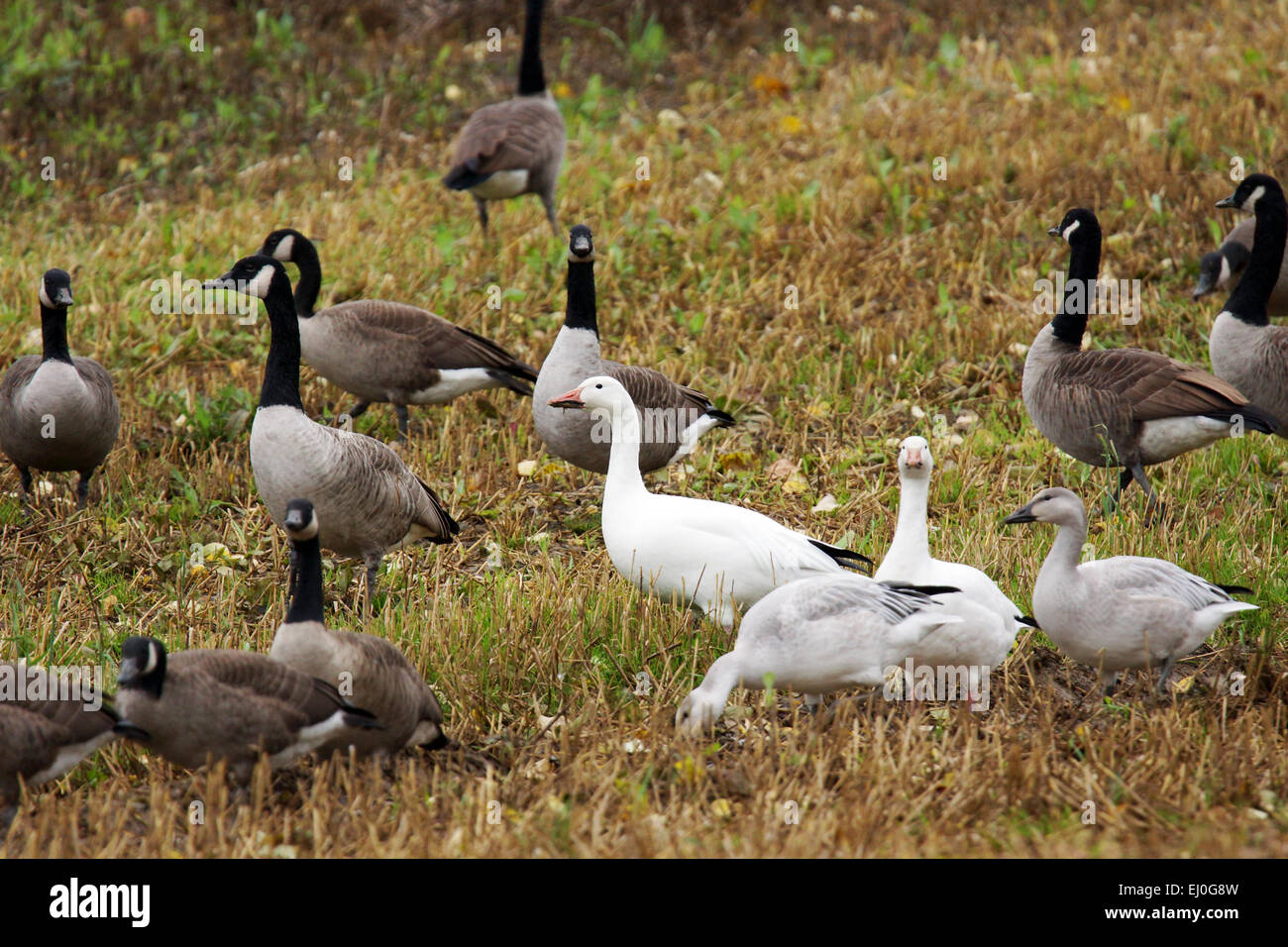 Canadian and Snow geese with gosling in agricultural field during fall migration. Stock Photo