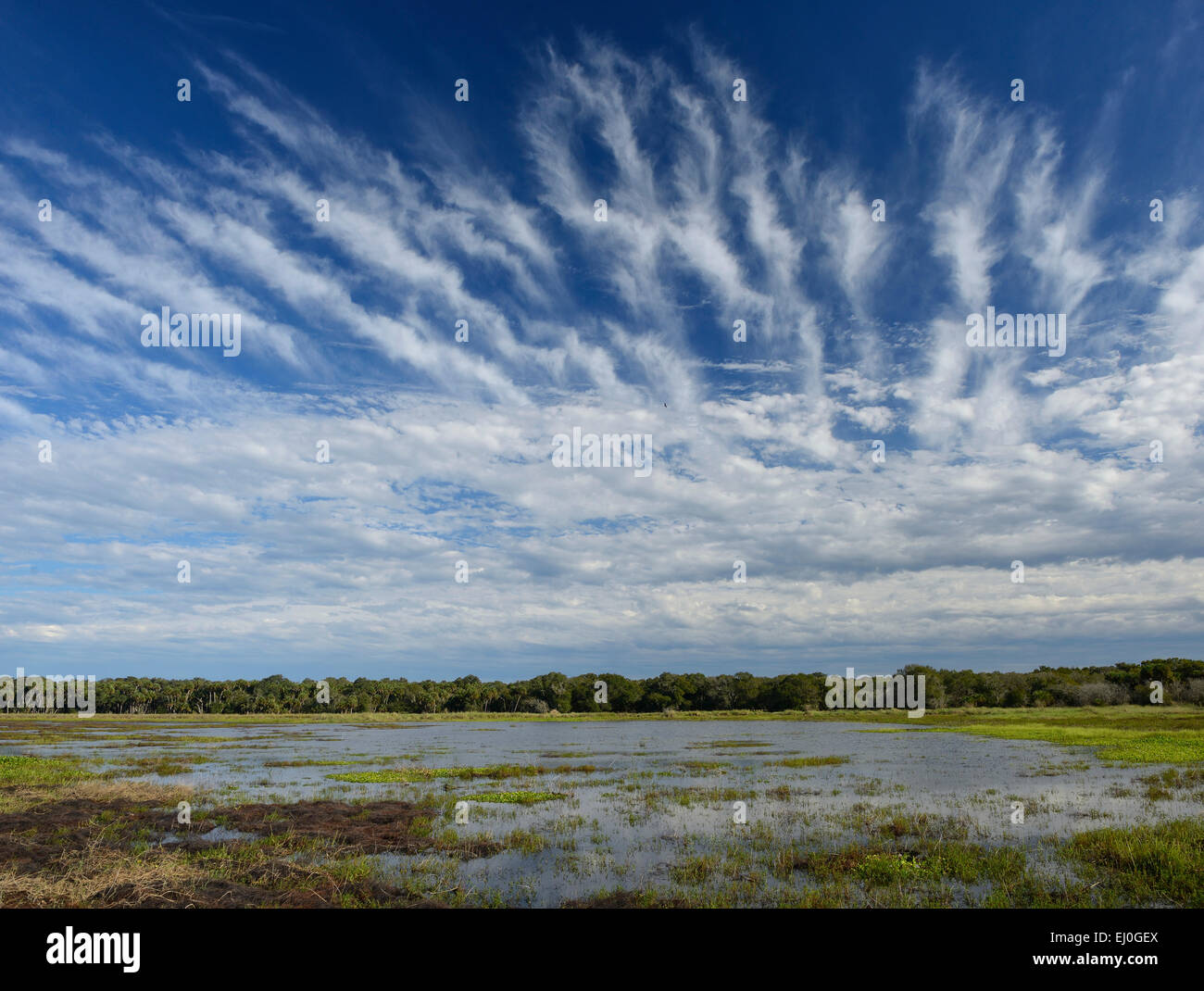 USA, Florida, Myakka River, State Park, wetland Stock Photo