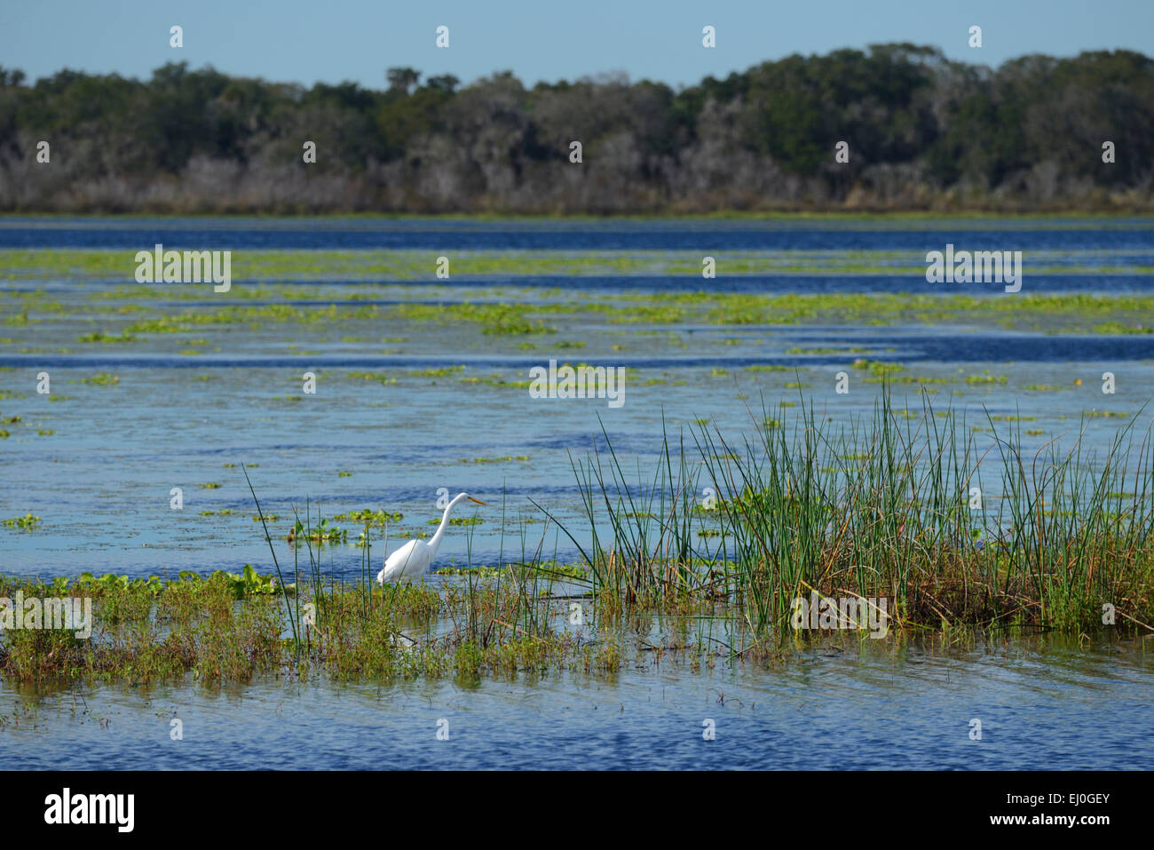USA, Florida, Myakka River, State Park, Great White Heron Stock Photo