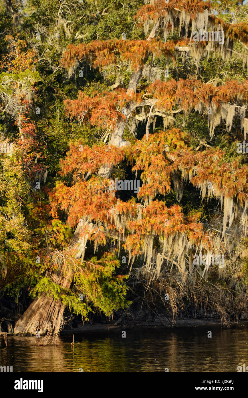 USA, Florida, Dixie, County, Suwannee River Stock Photo