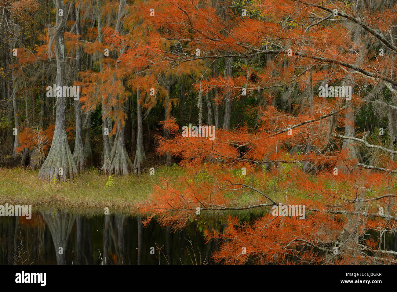 USA, Florida, Tallahassee, Panhandle, Tallahasse Museum, Cypress swamp, Stock Photo