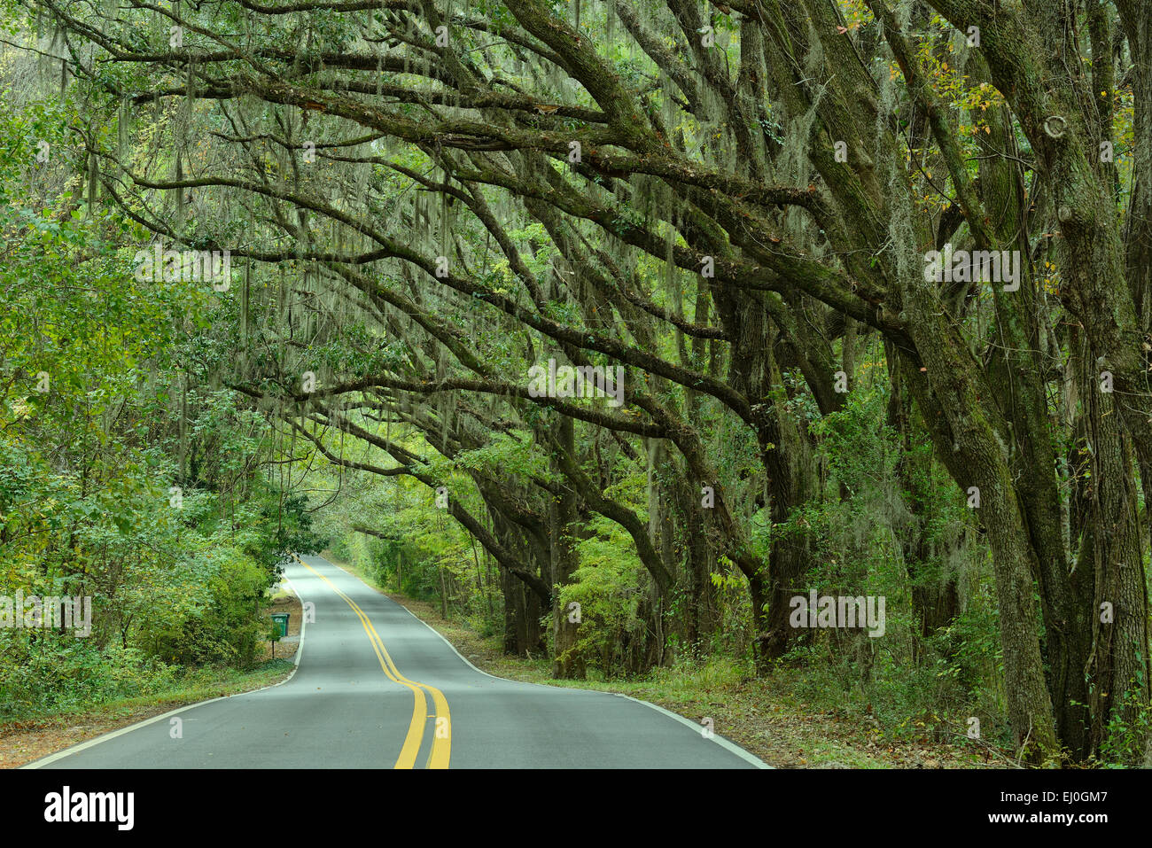 USA, Florida, Tallahassee, Panhandle, canopy road Stock Photo Alamy