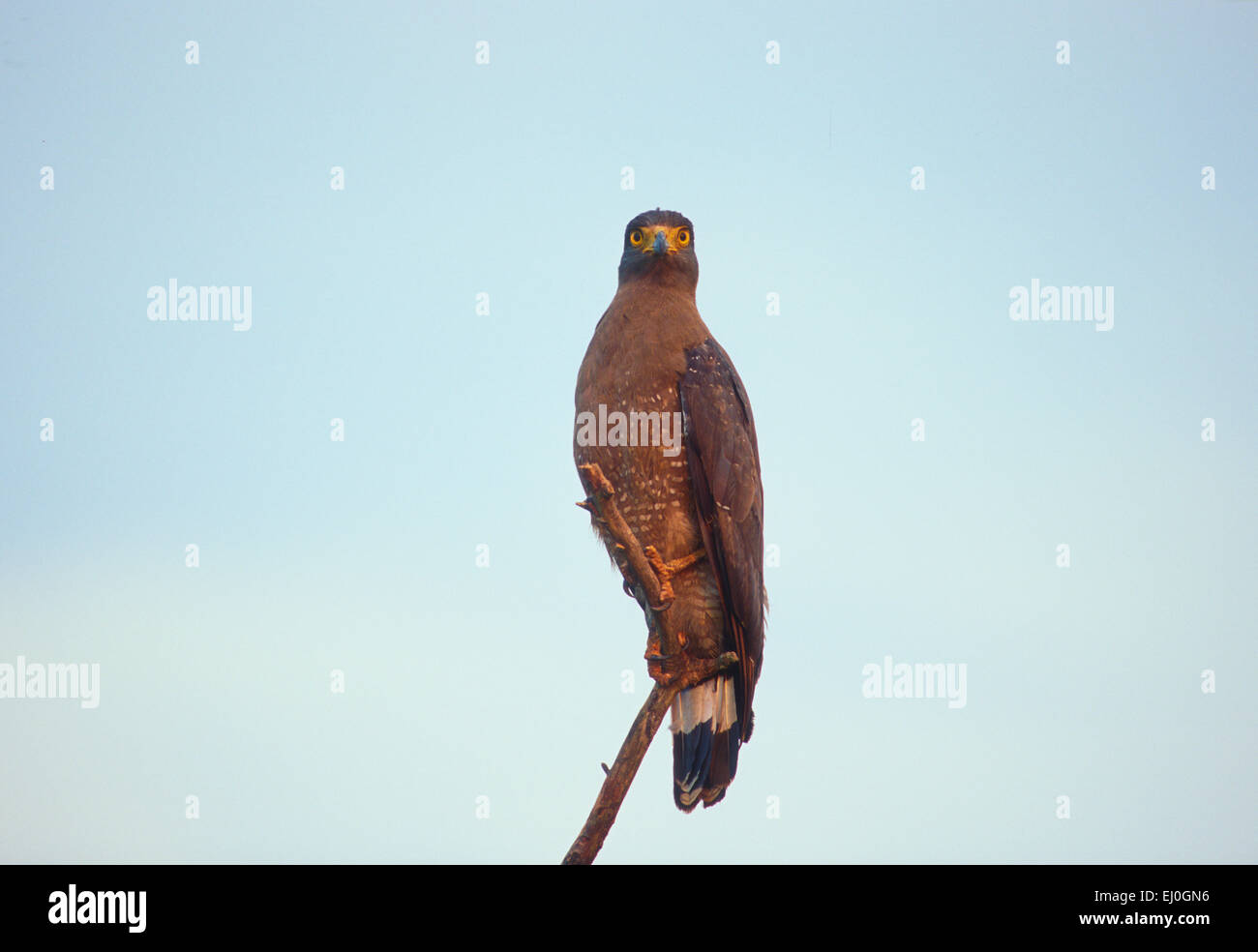 Spilornis cheel hi-res stock photography and images - Alamy
