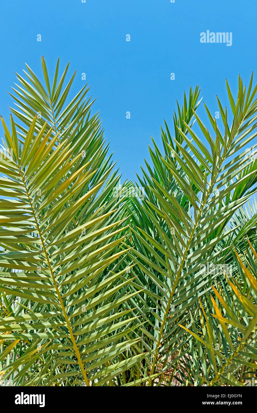 Asia, United Arab Emirates, UAE, Abu Dhabi, Mezaira'a, Mezaira, Liwa