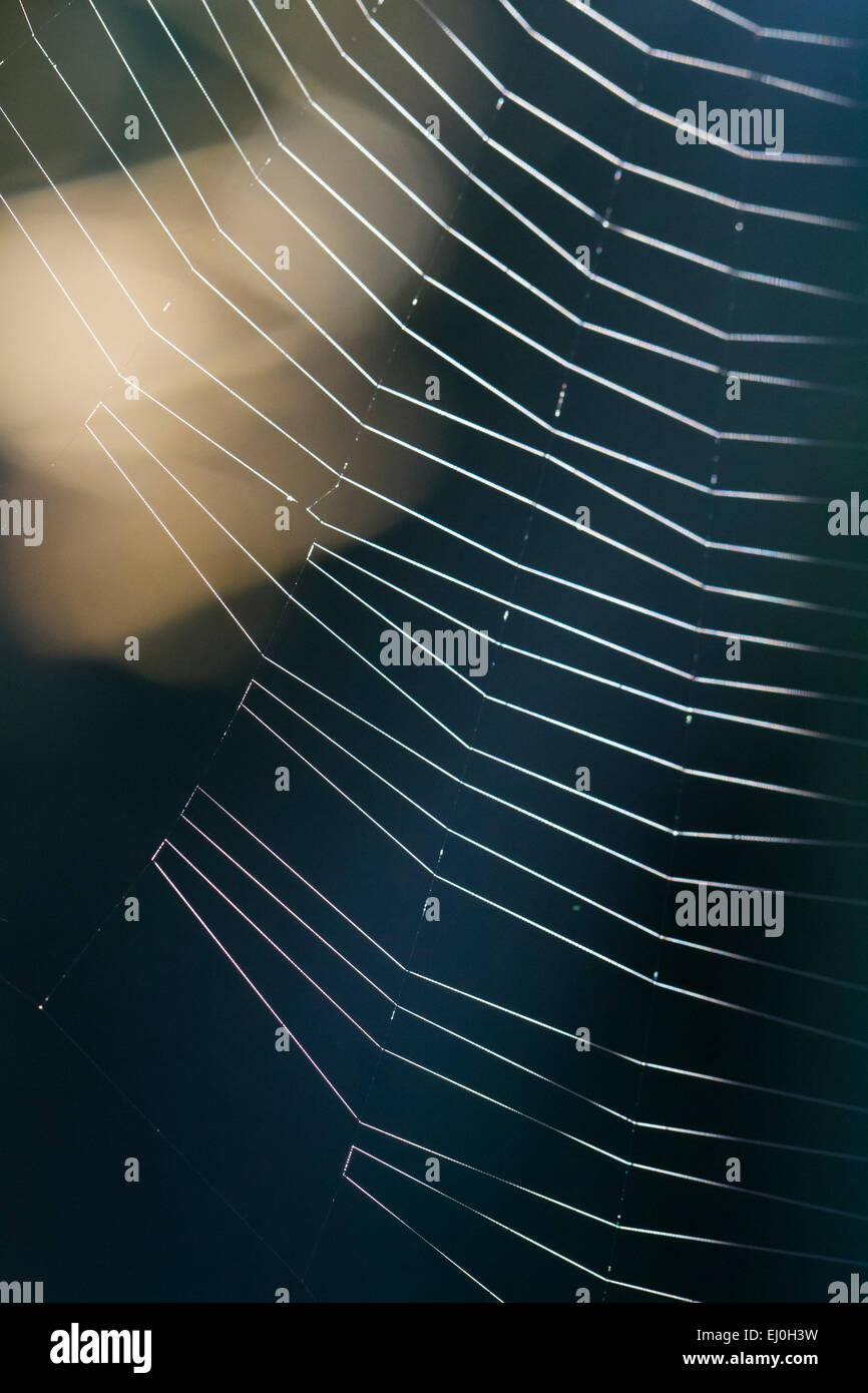 Close macro of a spider web in nature Stock Photo - Alamy