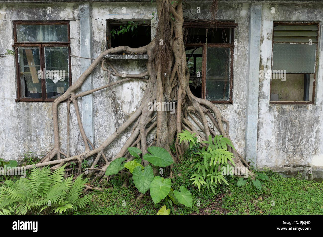 This image shows the roots of a tree growing over a disused building on ...