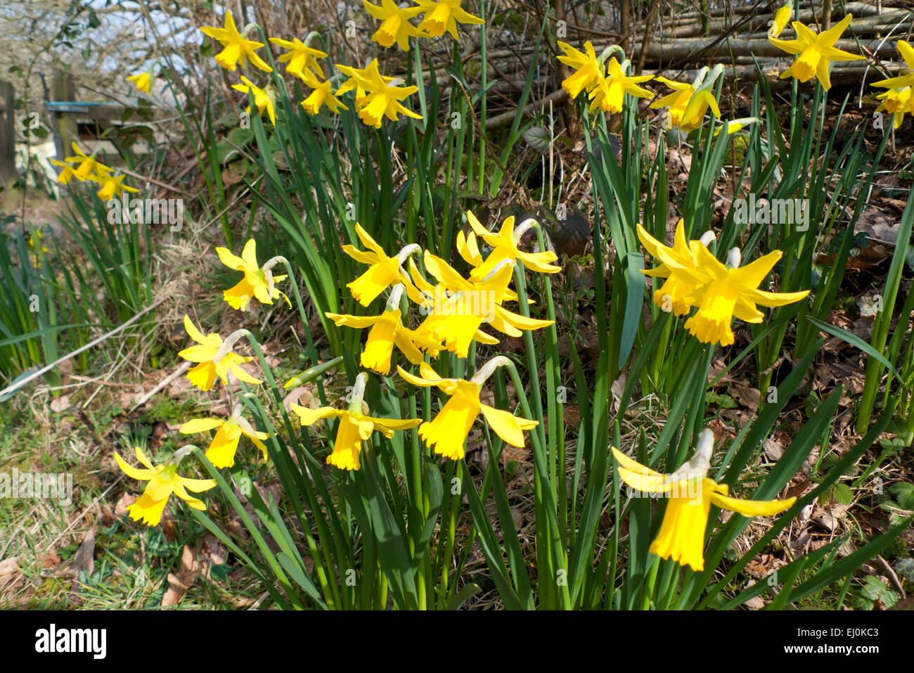 Daffodils blooming in Carmarthenshire, West Wales UK   KATHY DEWITT Stock Photo