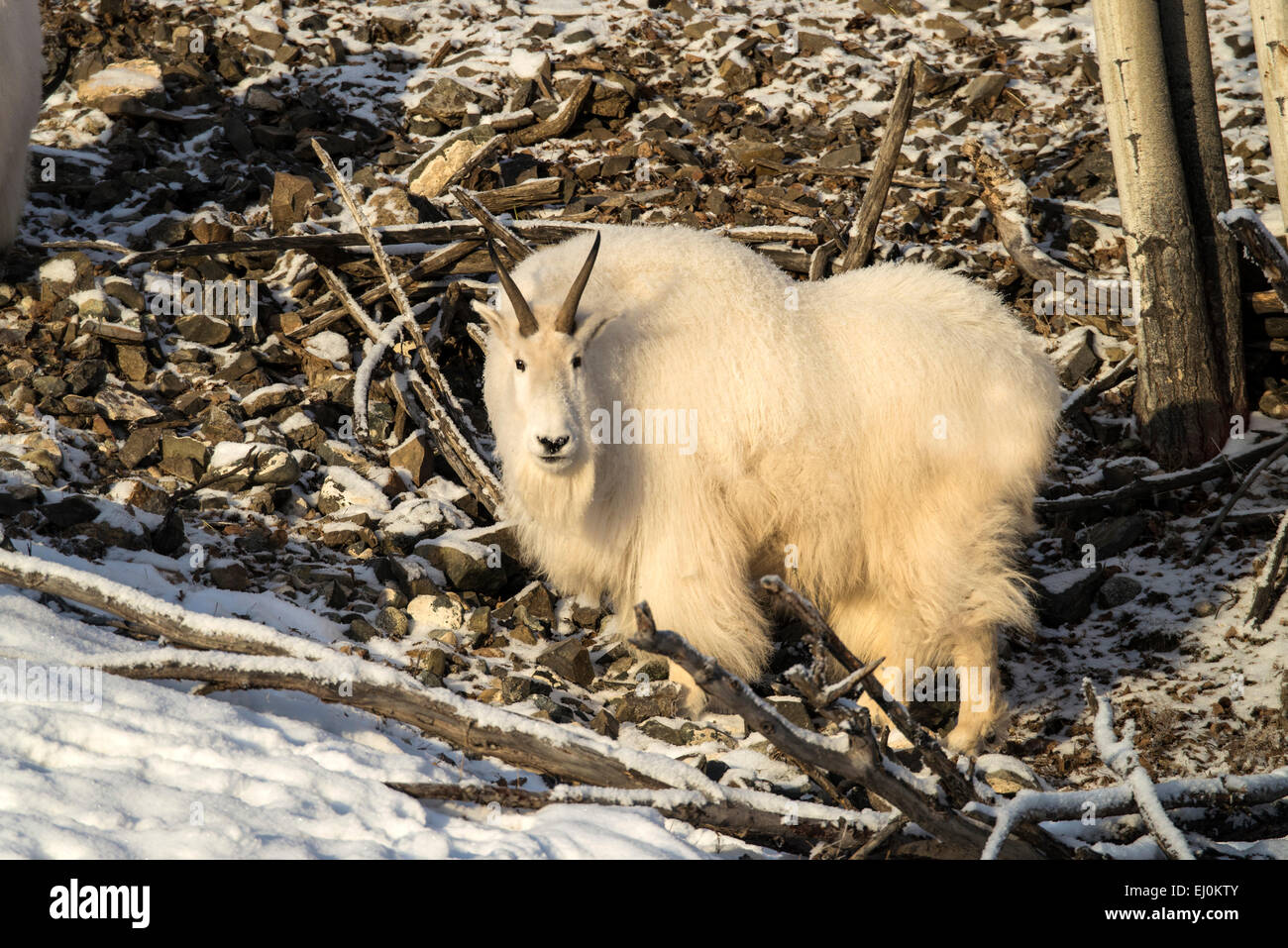 mountain goat, white, snow, winter, oreamnos americanus, animal, Yukon, Canada Stock Photo