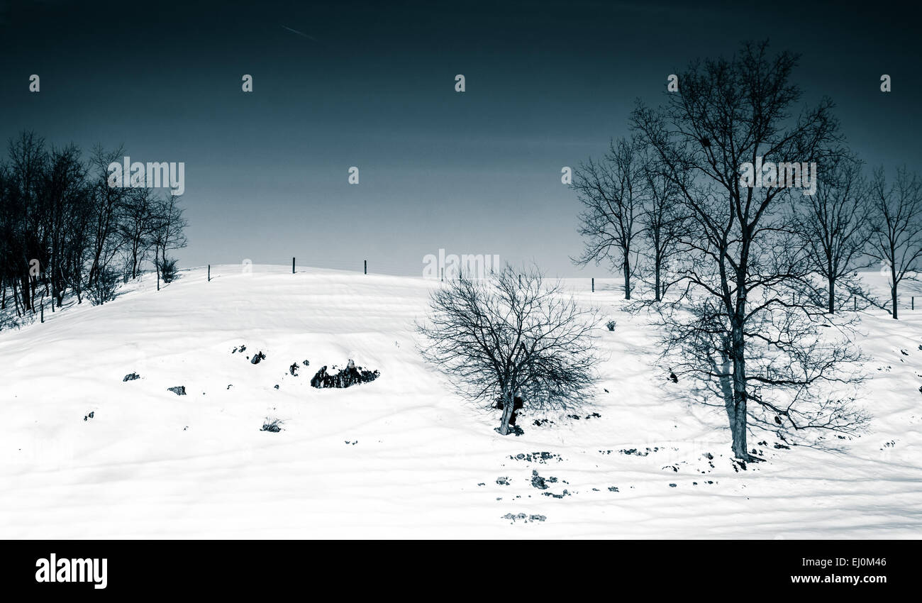 Trees in a snowcovered farm field in Seven Valleys, Pennsylvania Stock