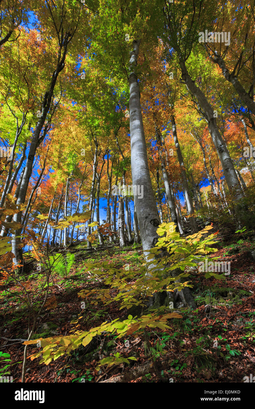 Foliage tree broad leaved trees hi-res stock photography and images - Alamy
