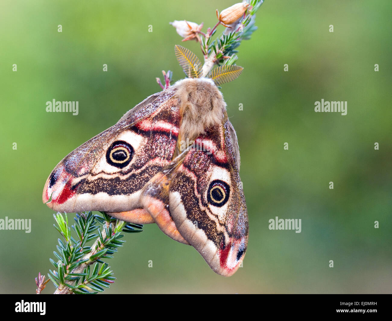 Welsh moths hires stock photography and images Alamy