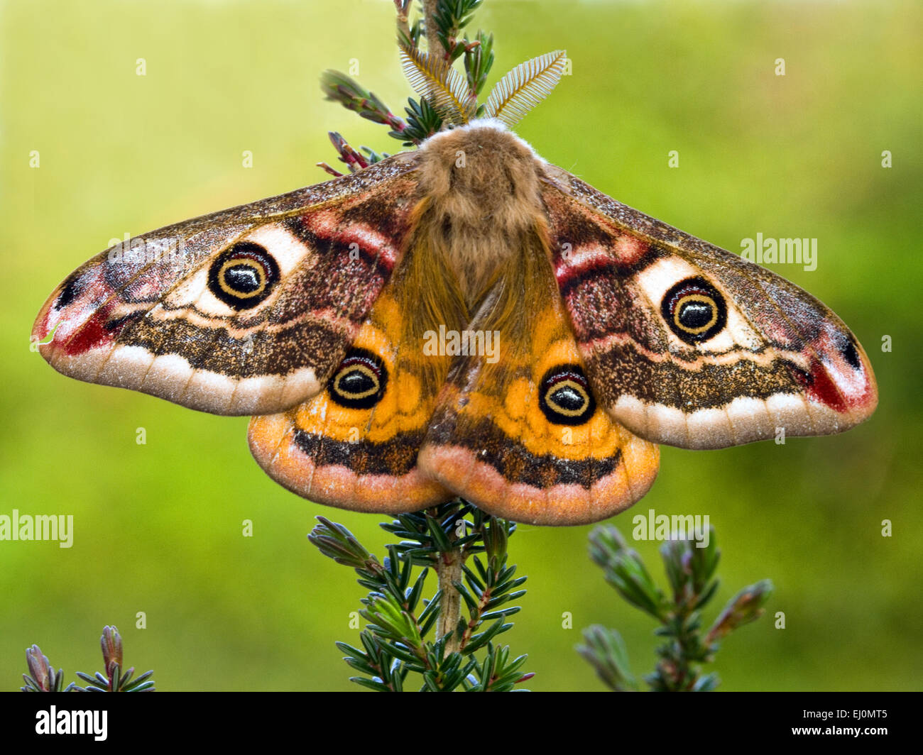Emperor moth(Saturnia pavonia) on heather,April,Ireland Stock Photo