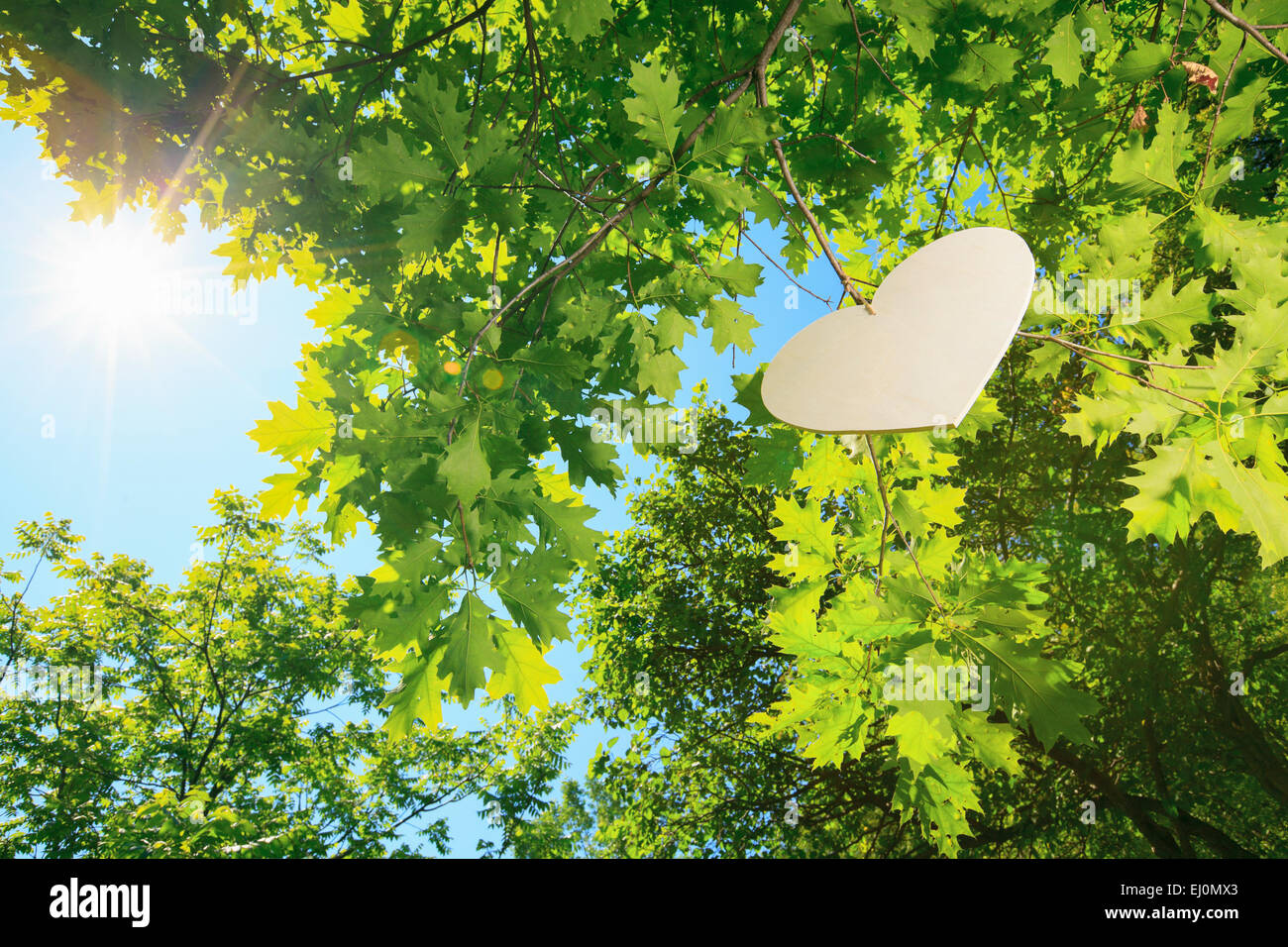 Big tree vector hi-res stock photography and images - Alamy