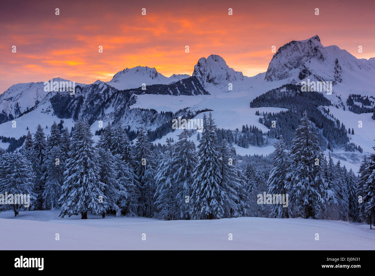 Alpine Tree Border Alps, Alpine panorama, view, tree, tree border, mountain, mountains ...