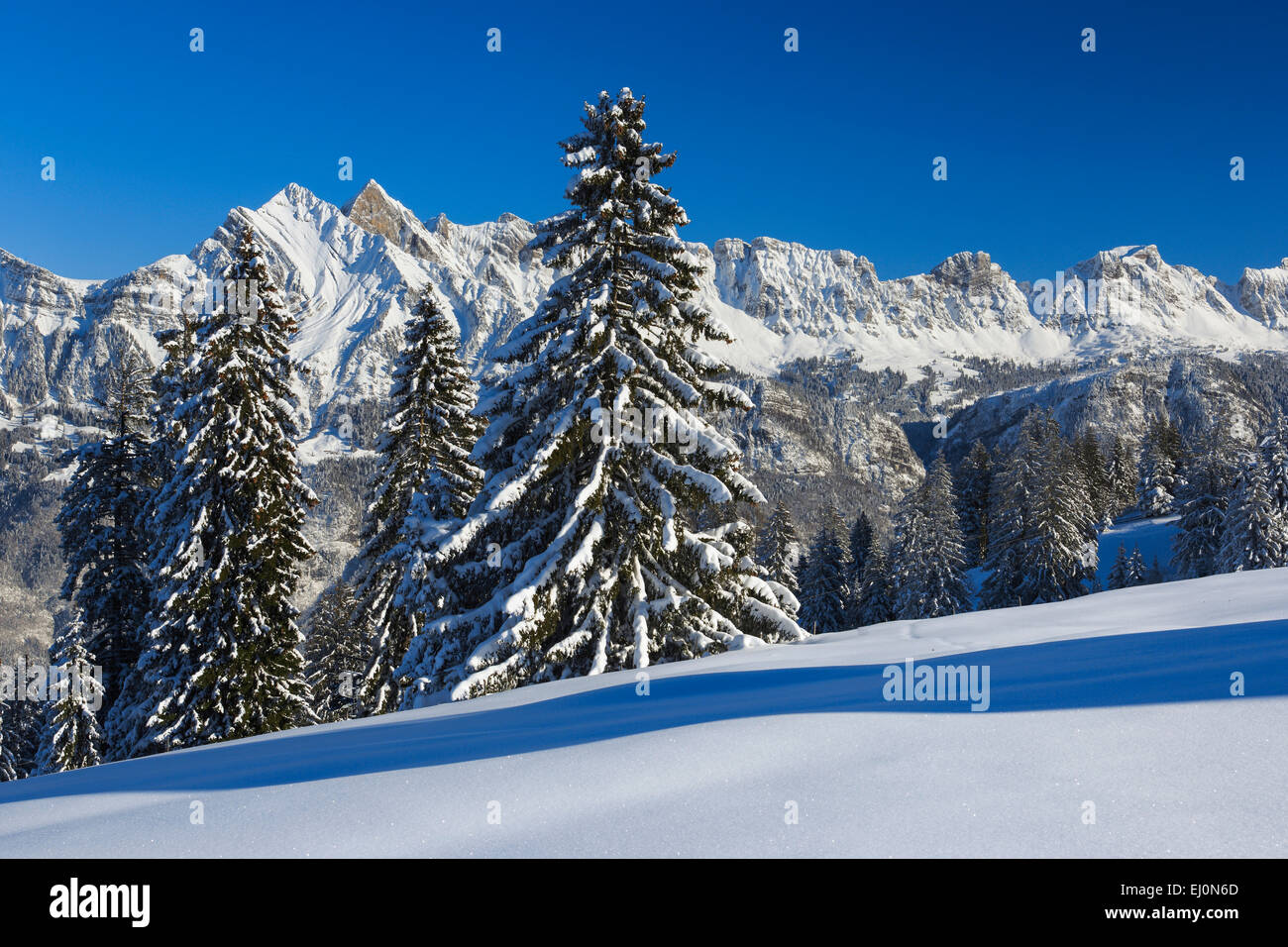 Alps, Alvier, Alviergruppe, Alvier range, view, tree, mountain ...