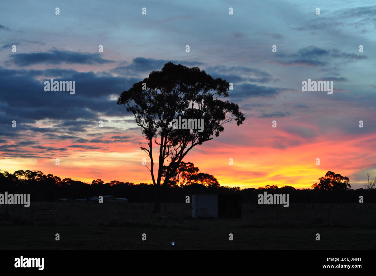 Silhouette of eucalyptus tree against bright coloured sunset in rural ...