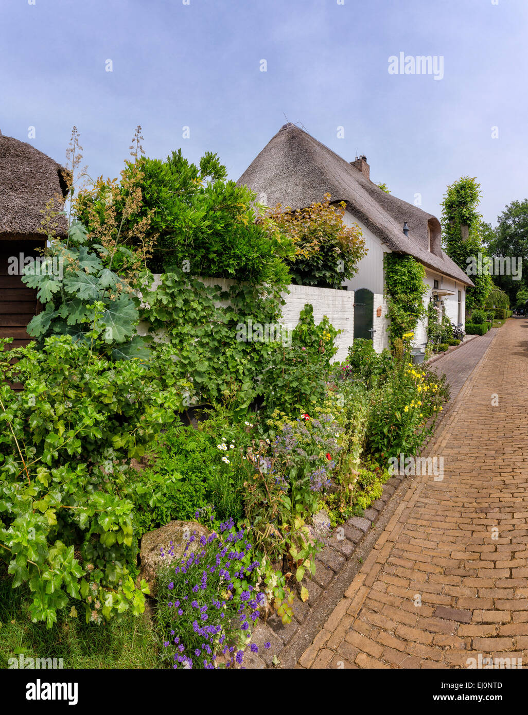 Netherlands, Holland, Europe, Sleen, Drenthe, city, house, flowers