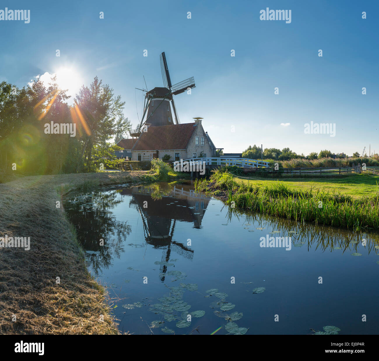 Holland rat hi-res stock photography and images - Alamy