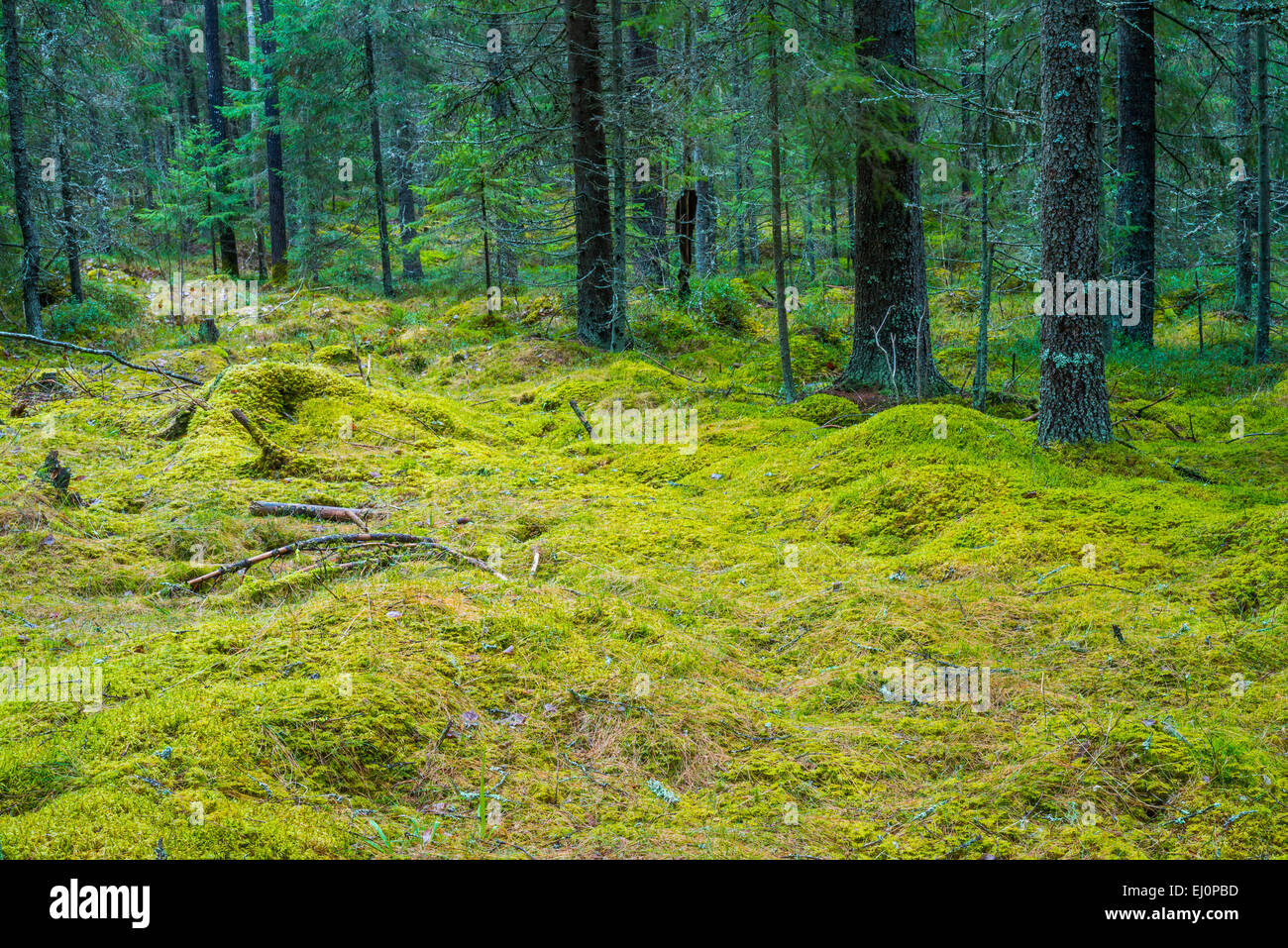 Mossy forest landscape in Finland Stock Photo