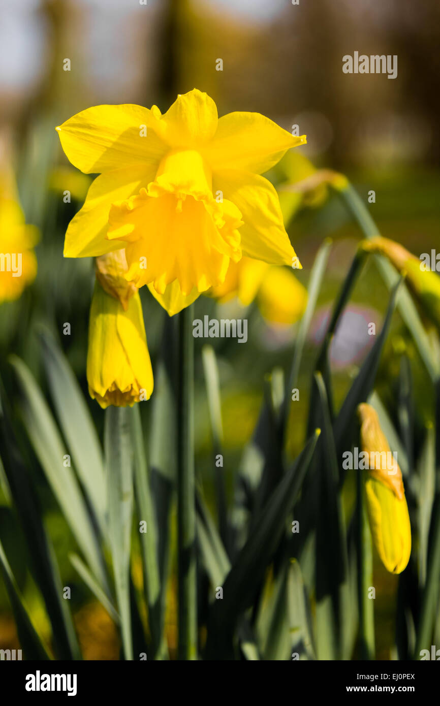 Daffodils Growing Wild Stock Photo Alamy