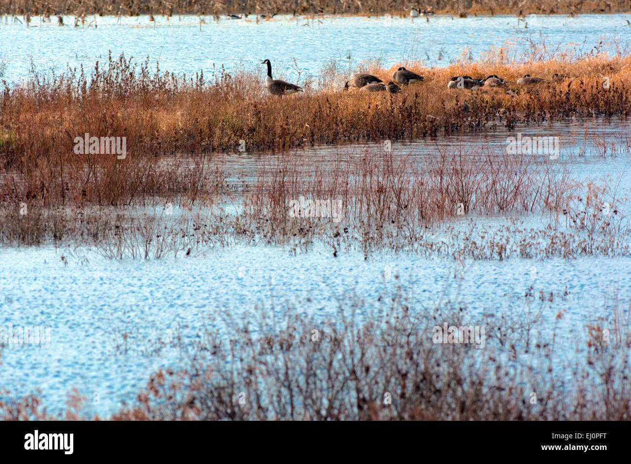 A group Canadian geese rest on a grassy levee at a pond in central Indiana. Stock Photo