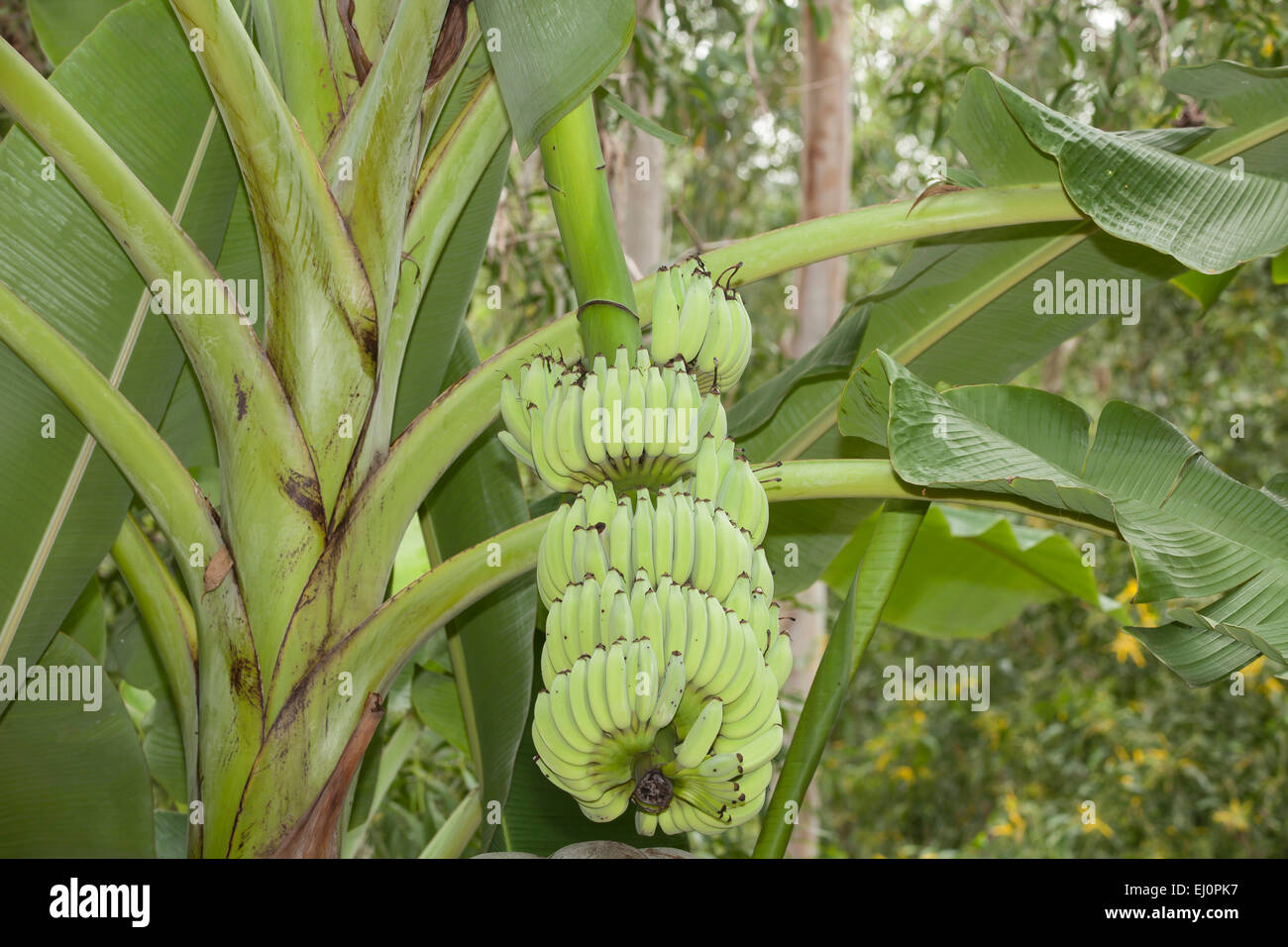 Ninh, Thuan, Vietnam, Asia, cultivation, banana, banana plant, banana