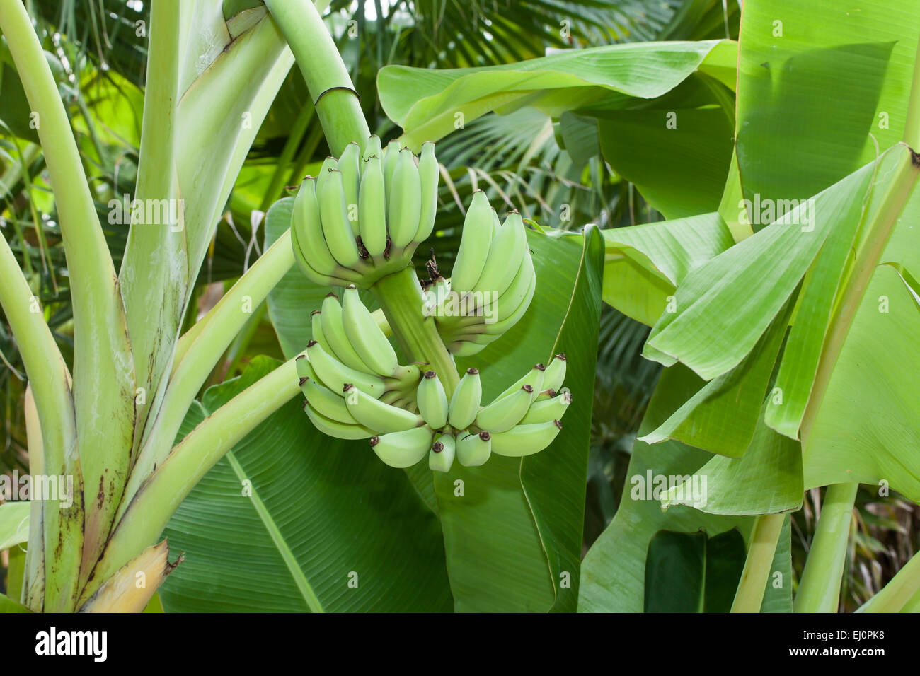 Ninh, Thuan, Vietnam, Asia, cultivation, banana, banana plant, banana