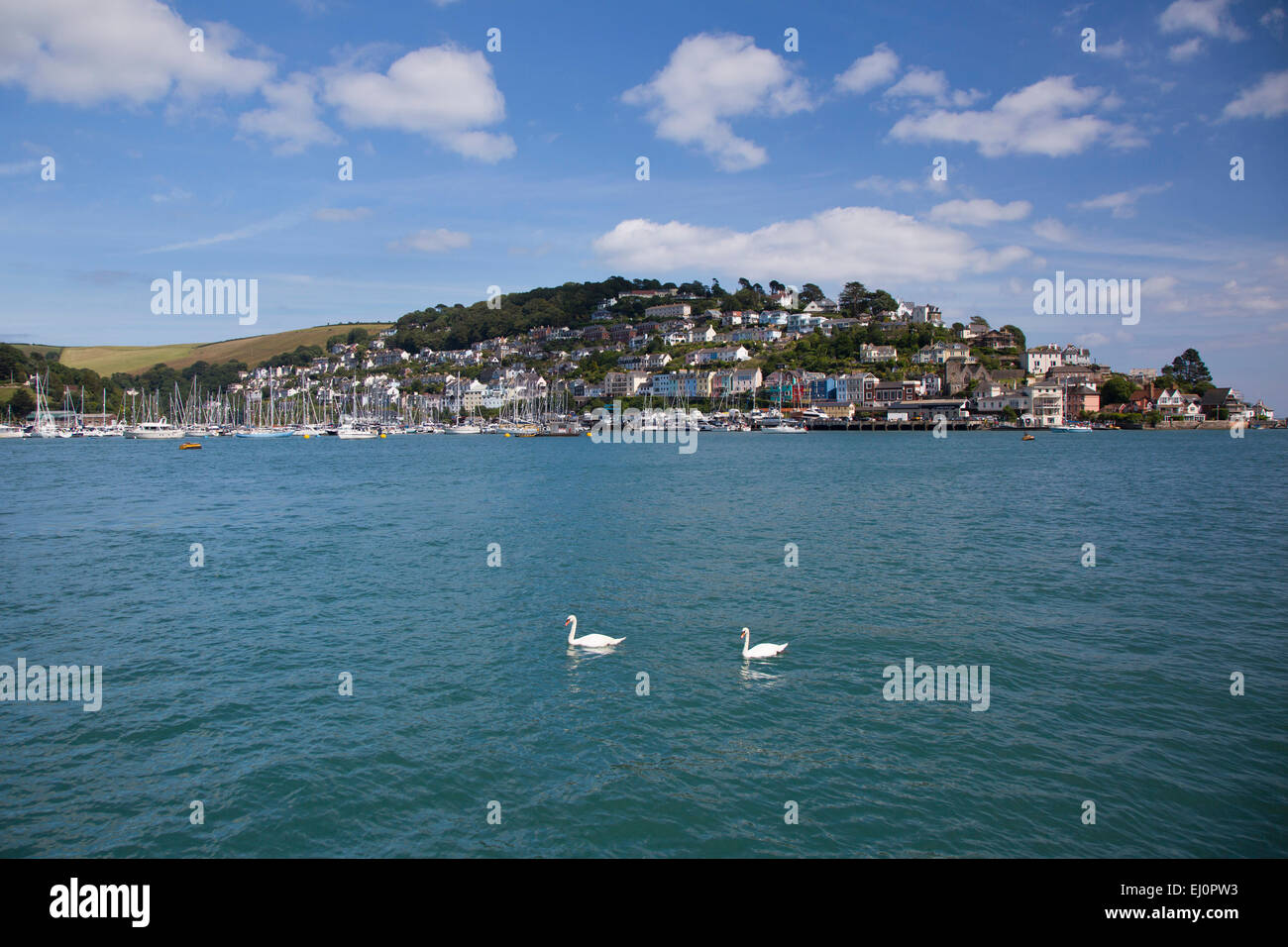 Kingswear, Dartmouth, South Hams, Devon, South-West England, Britain, UK, Europe, British, English, south coast, 2, two, swans, g Stock Photo