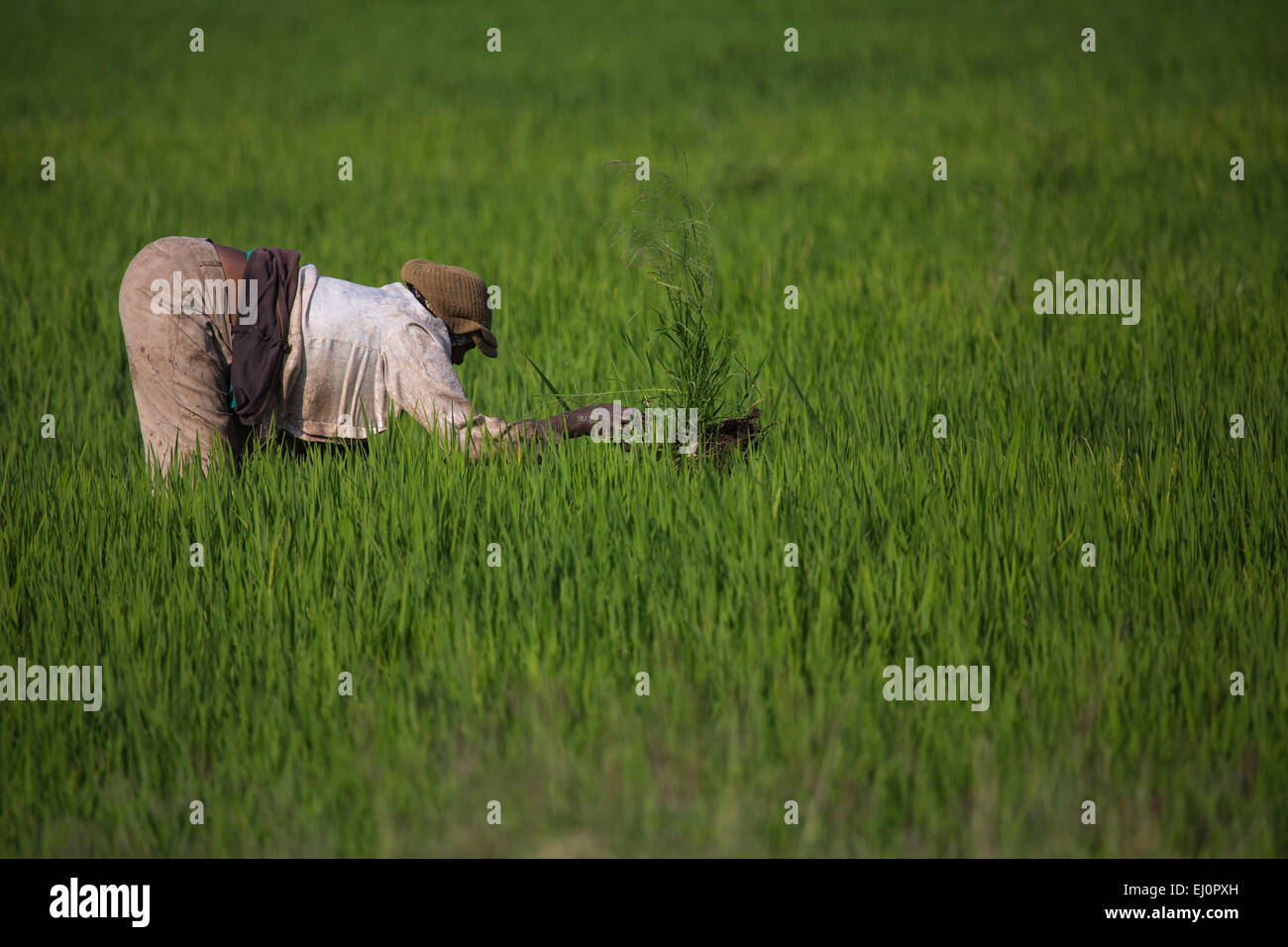 Africa, fields, agriculture, person, Moshi, persons, travel, rice field, Tanzania, East Africa, work Stock Photo