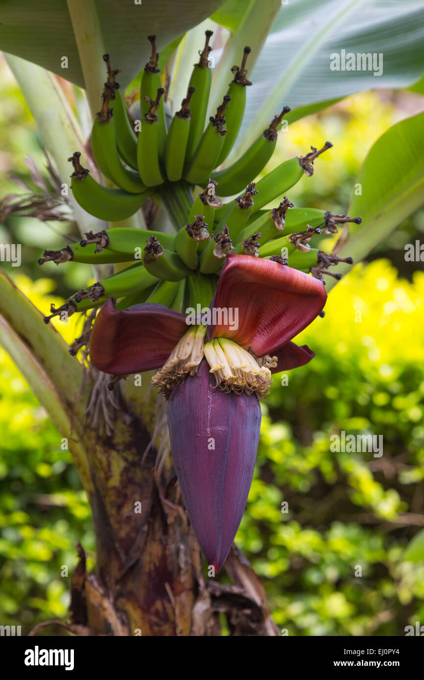 Africa, bananas, blossoms, fruits, Marangu, plants, travel, Tanzania