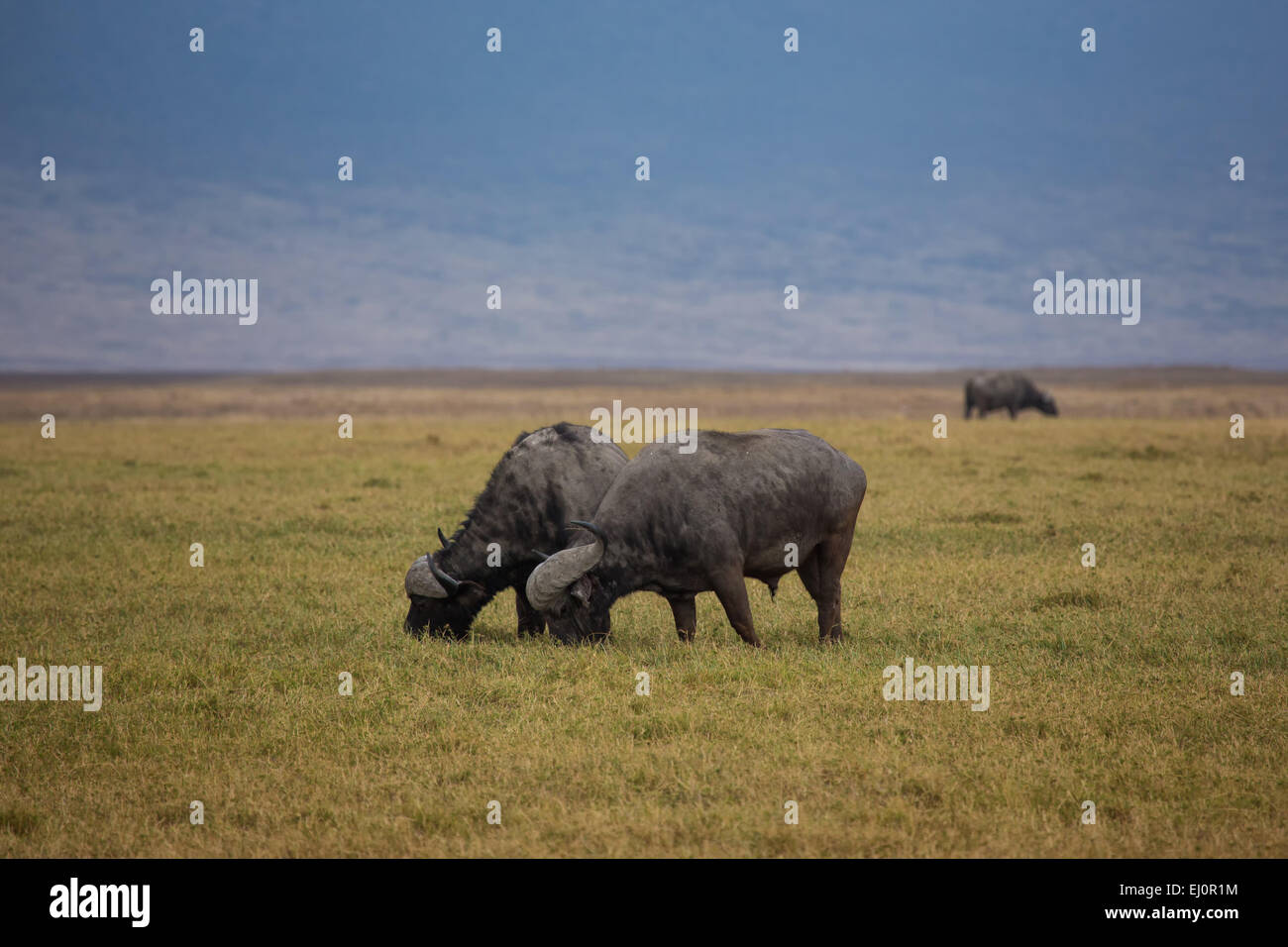 Africa, African buffalo, syncerus caffer, Ngorongoro, Conservation area, protective area, Ngorongoro crater, travel, savanna, mam Stock Photo