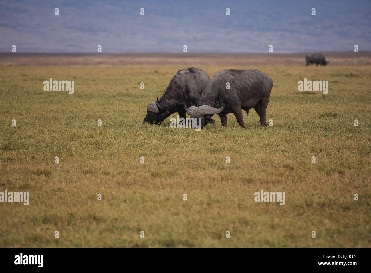 Africa, African buffalo, syncerus caffer, Ngorongoro, Conservation area, protective area, Ngorongoro crater, travel, savanna, mam Stock Photo