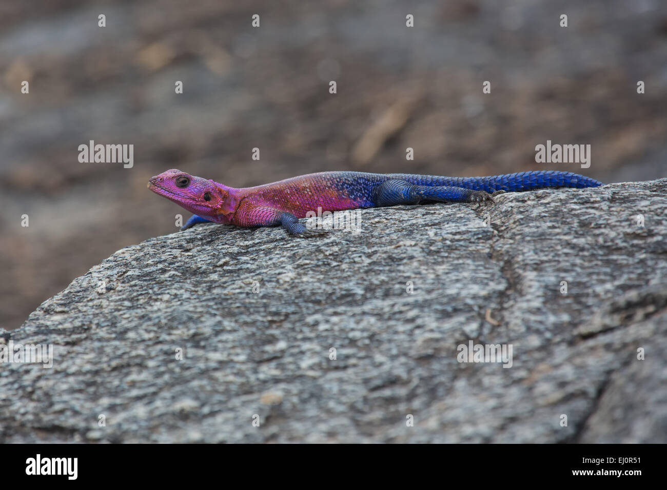 Africa, agamas, lizzard, agamidae, travel, reptiles, savanna, Serengeti, Tanzania, East Africa, animals, wilderness, wild animals Stock Photo