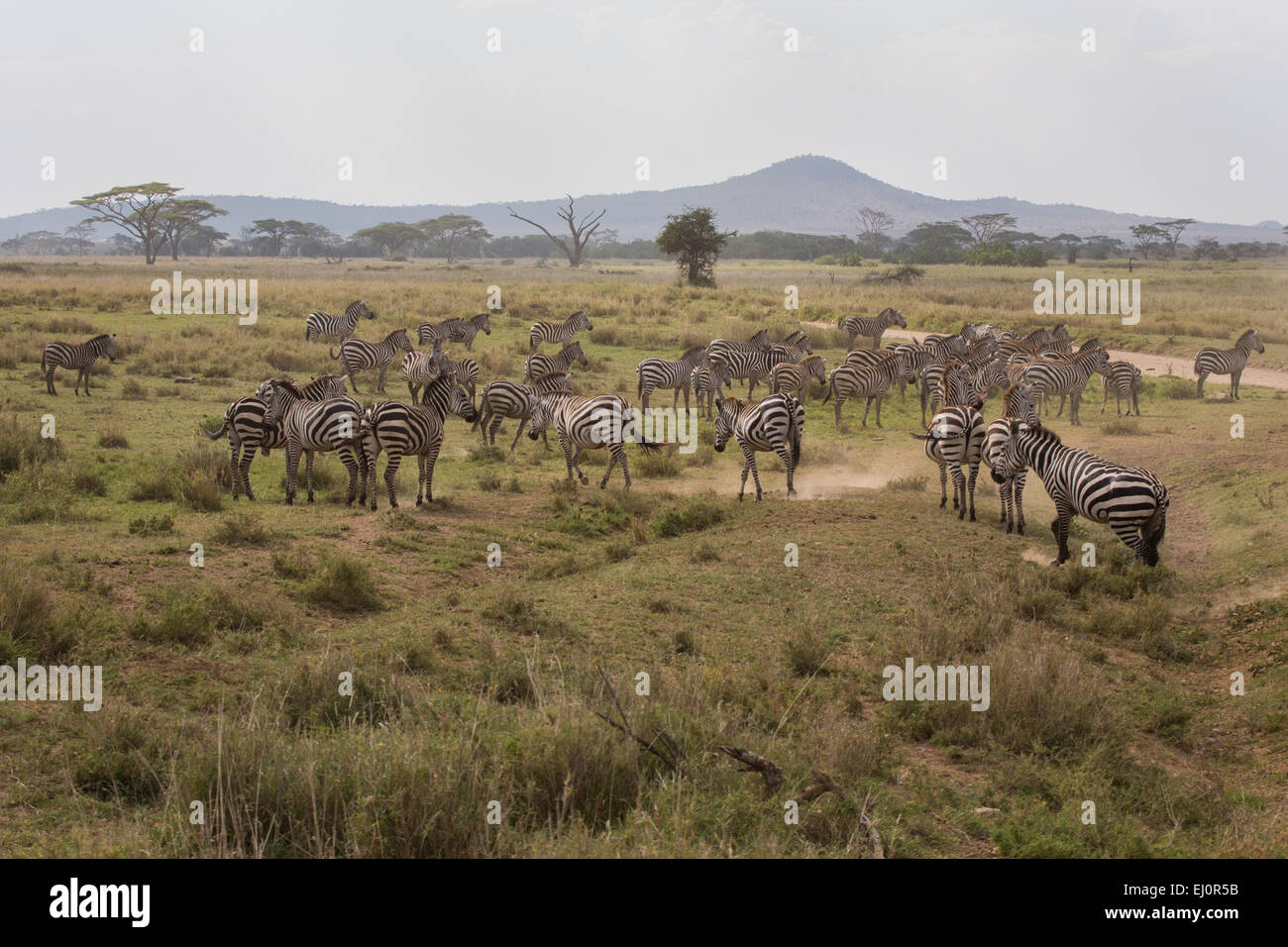 Africa, travel, savanna, Serengeti, mammals, Tanzania, East Africa, animals, wilderness, wild animals, zebra, zebras, equus quagg Stock Photo