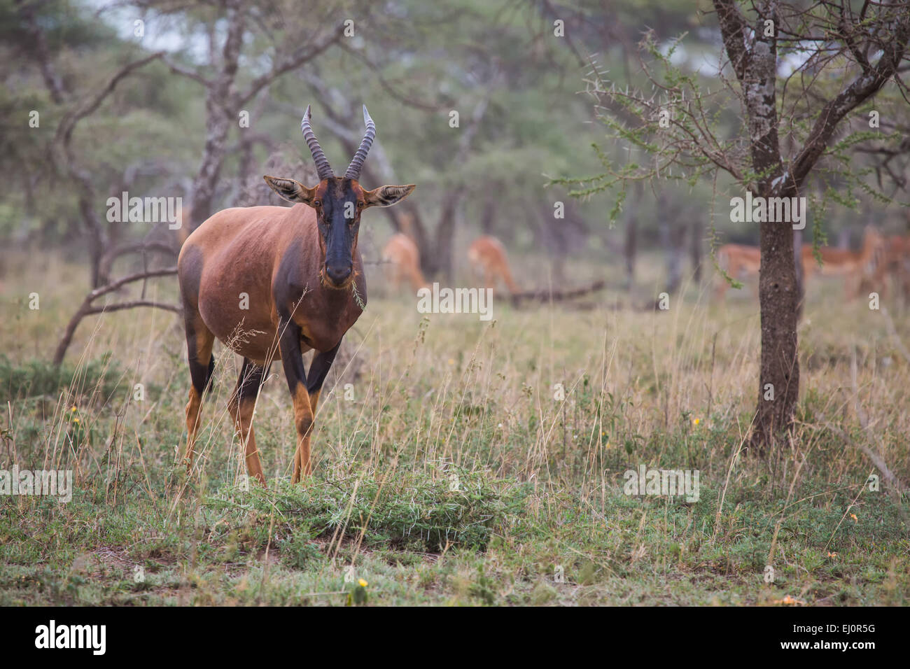 Africa, antelopes, travel, savanna, Serengeti, mammals, Tanzania, East Africa, animals, Topi, wilderness, wild animals Stock Photo