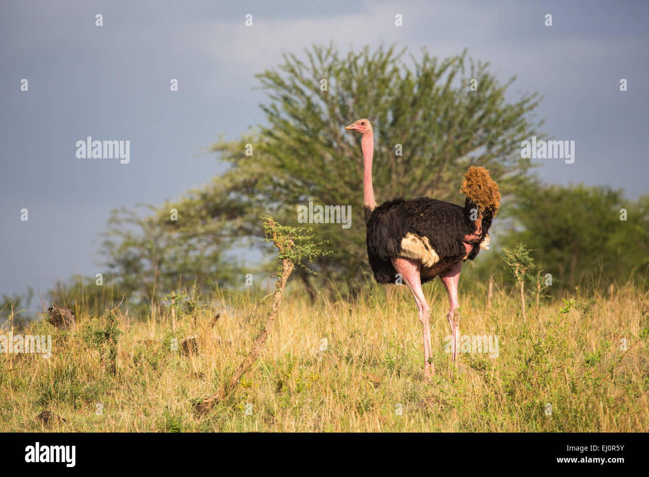 Africa, African, ostrich, travel, savanna, Serengeti, Strauss, Tanzania, East Africa, animals