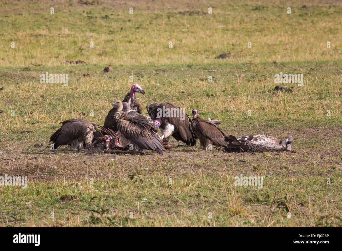 Africa, vulture, grab birds, nubian vulture, tracheliotus