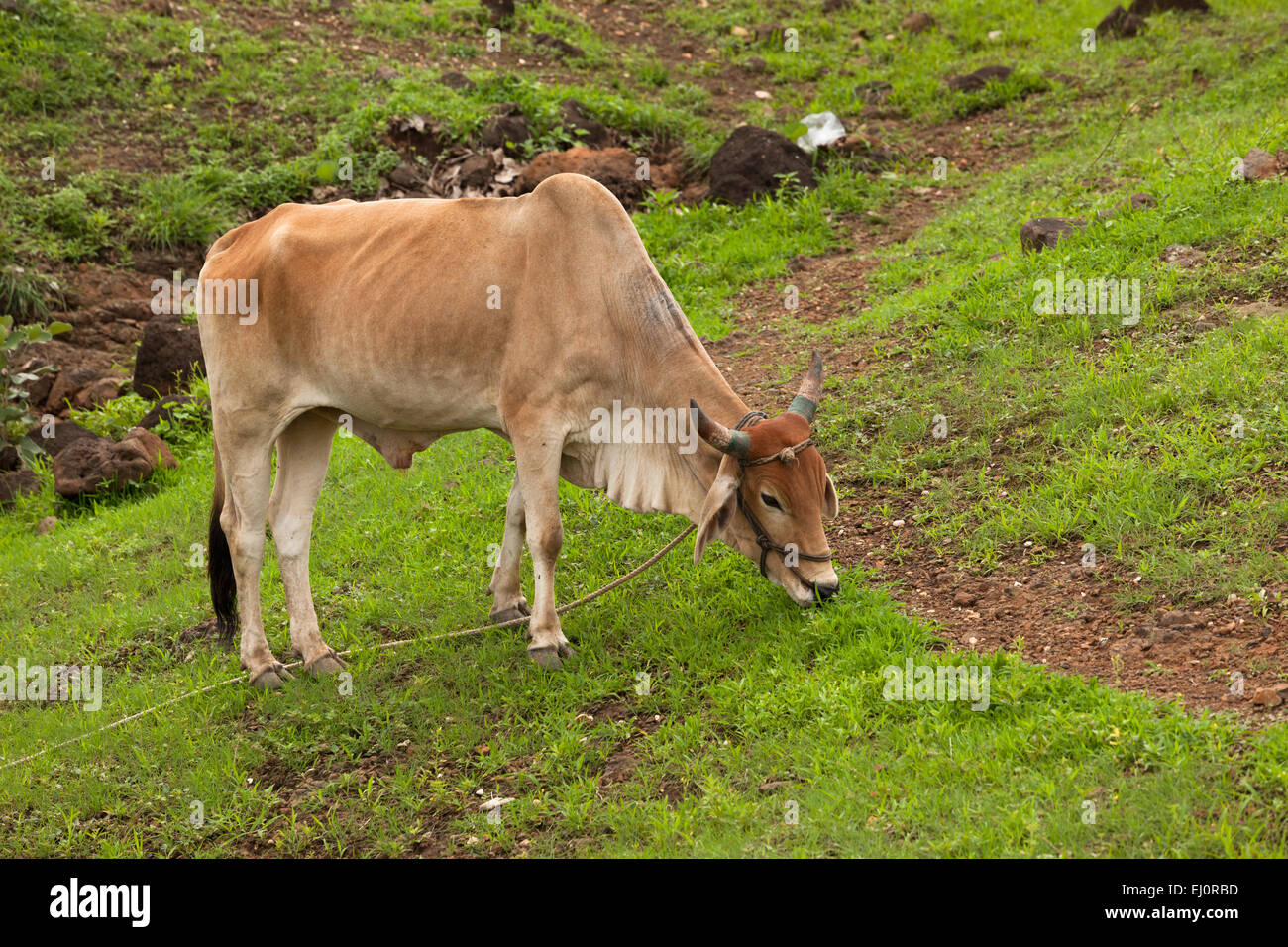 Indian cow eating grass in hi-res stock photography and images - Alamy