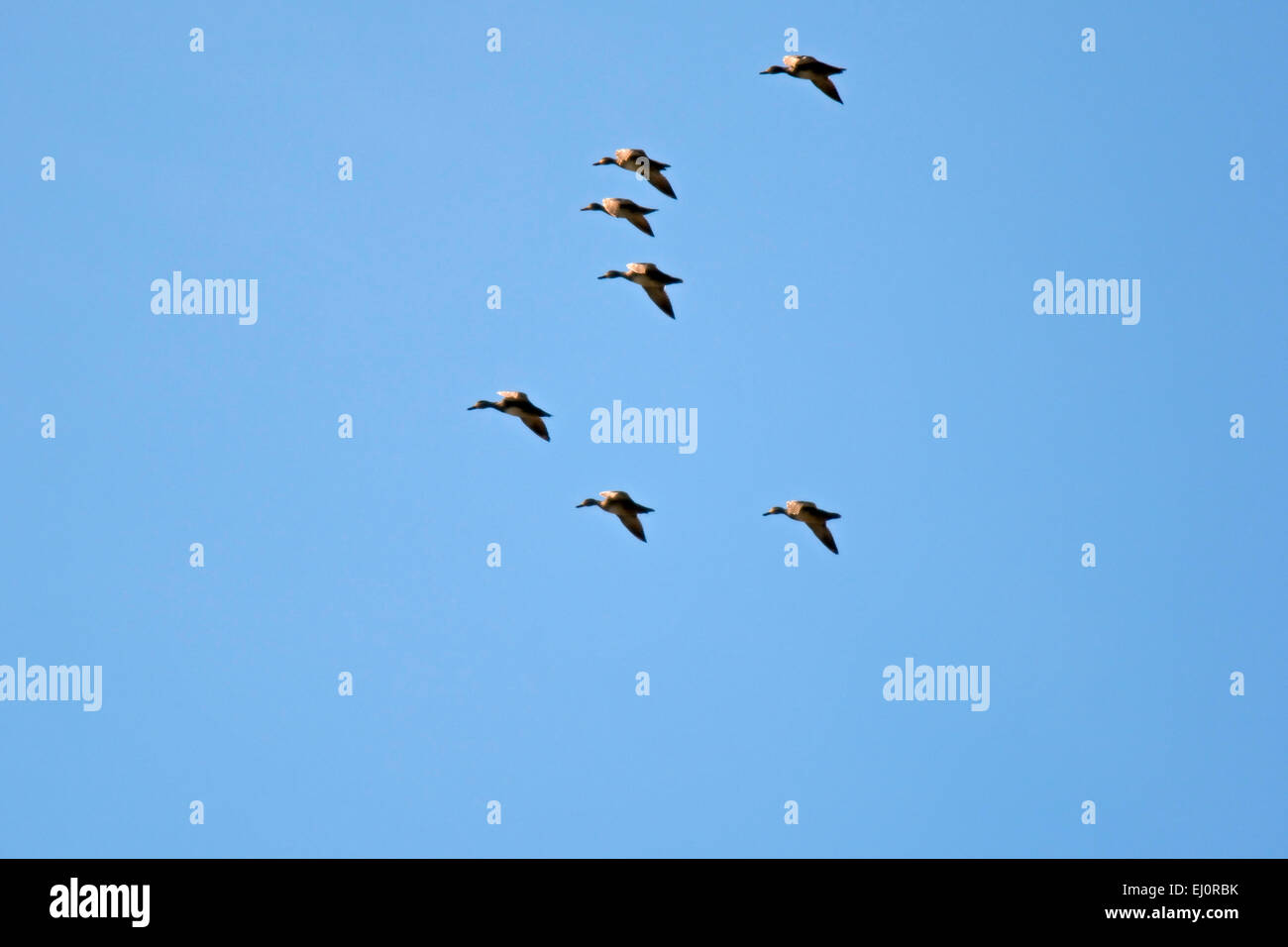 Group of ducks hires stock photography and images Alamy