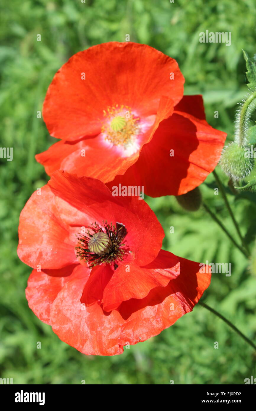 Opium Poppy Flower Bed High Resolution Stock Photography and Images - Alamy