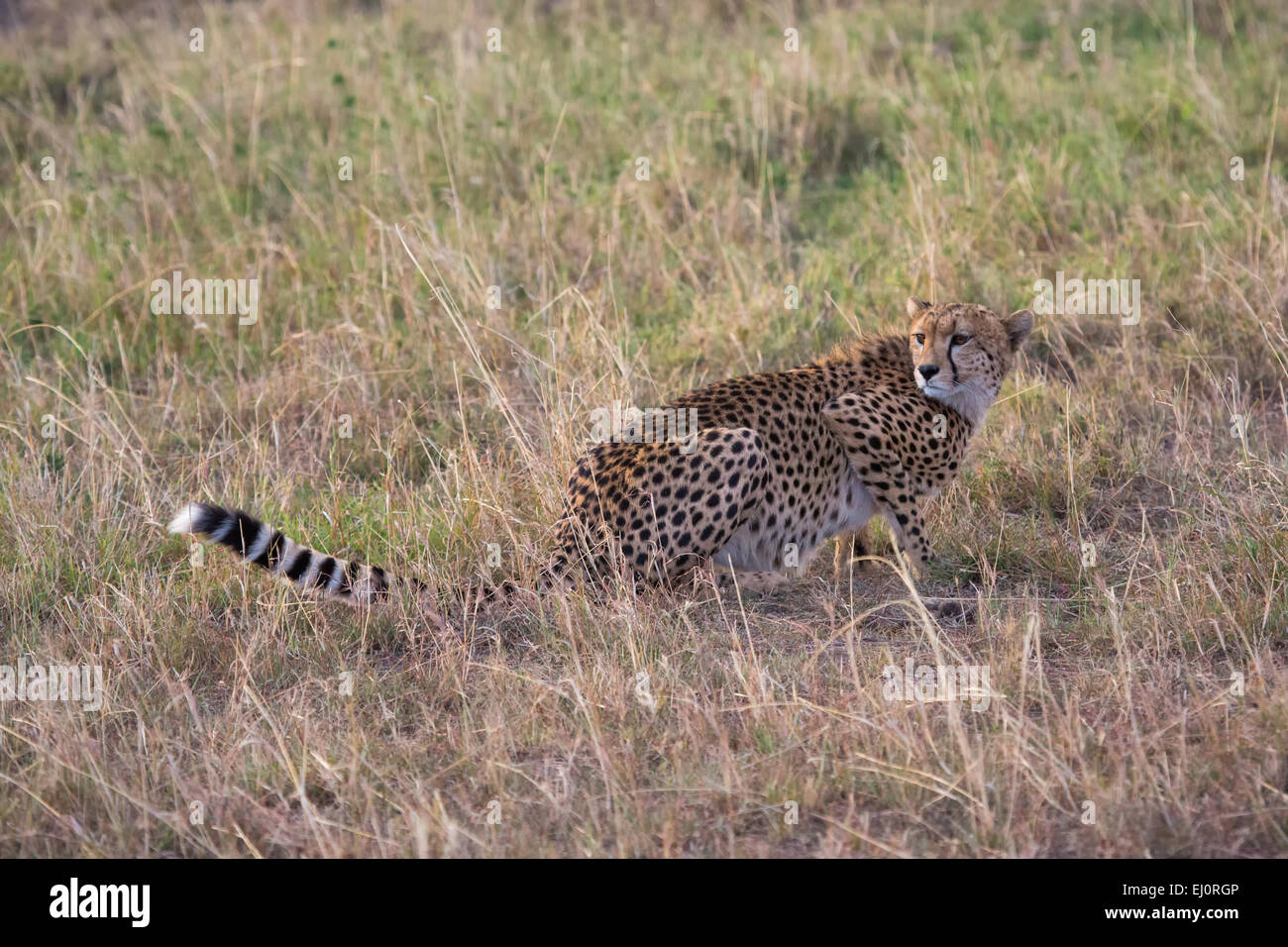 Africa, cheetah, acionyx jubatus, travel, savanna, Serengeti, mammals, Tanzania, East Africa, animals, wilderness, wild animals Stock Photo
