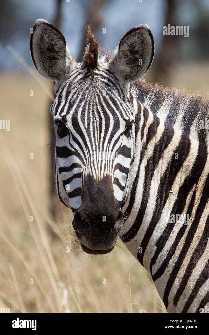 Africa, travel, savanna, Serengeti, mammals, Tanzania, East Africa, animals, wilderness, wild animals, zebra, zebras, equus quagg Stock Photo
