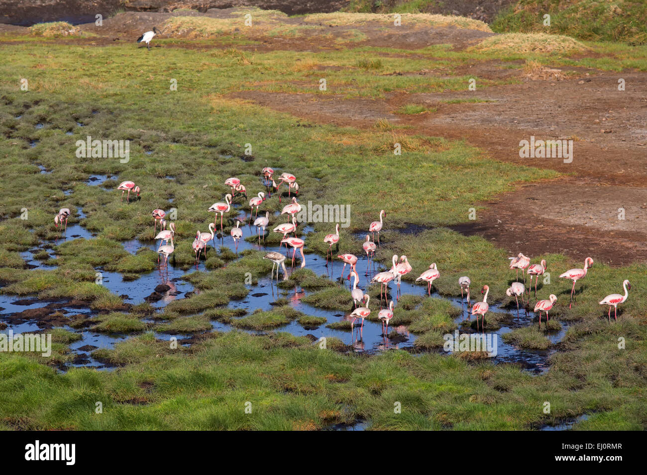 Africa, flamingo, Lake Natron, travel, marsh, Tanzania, East Africa