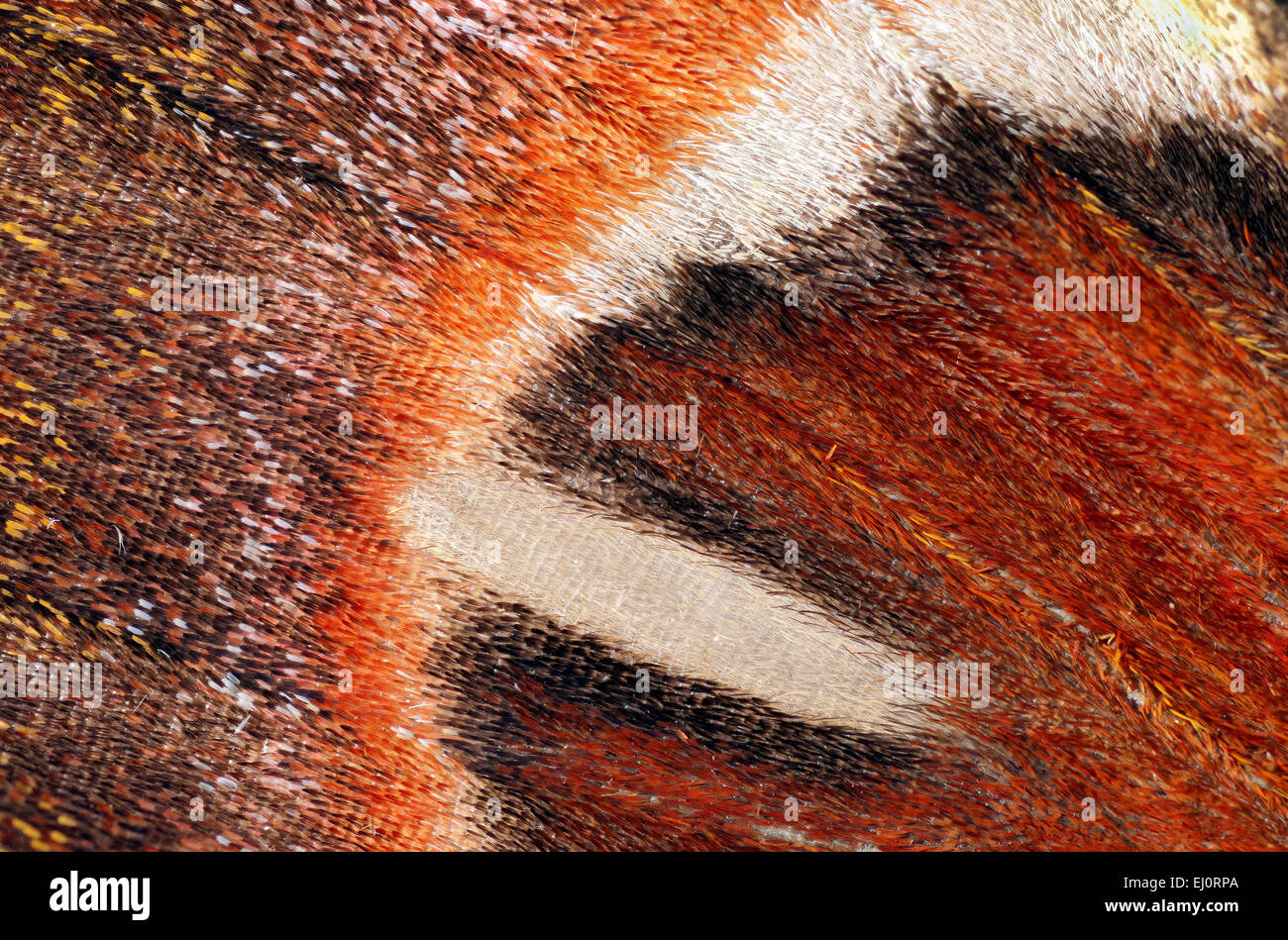 Attacus Atlas Pattern Attacus atlas, detail of a wing Stock Photo - Alamy