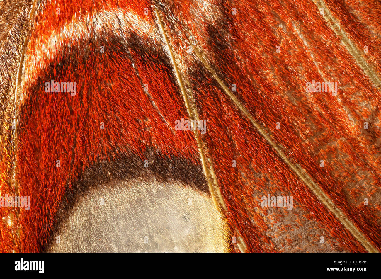 Attacus Atlas Pattern Attacus atlas, detail of a wing Stock Photo - Alamy