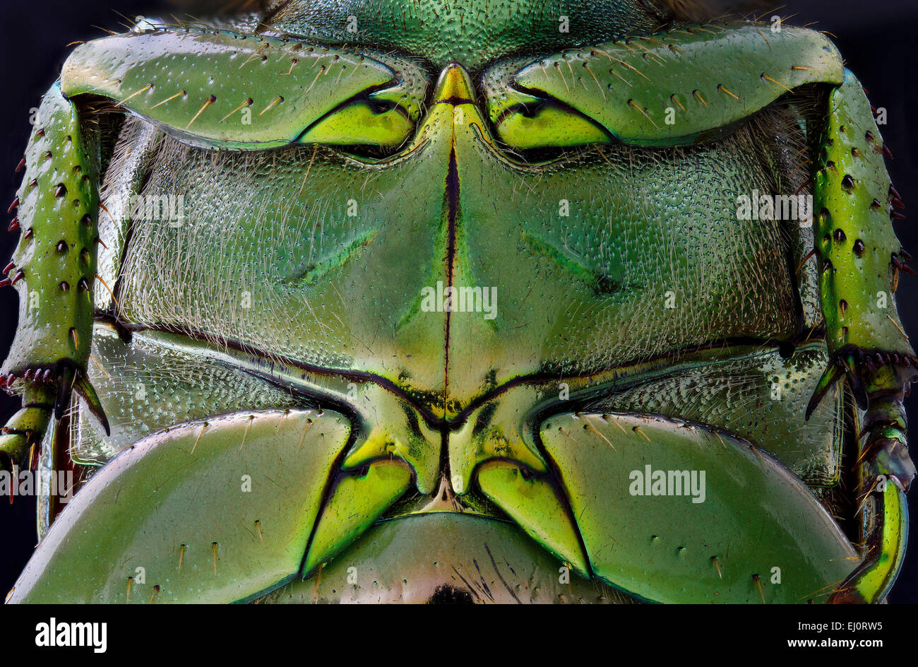 Chrysina gloriosa, detail of the  abdomen Stock Photo