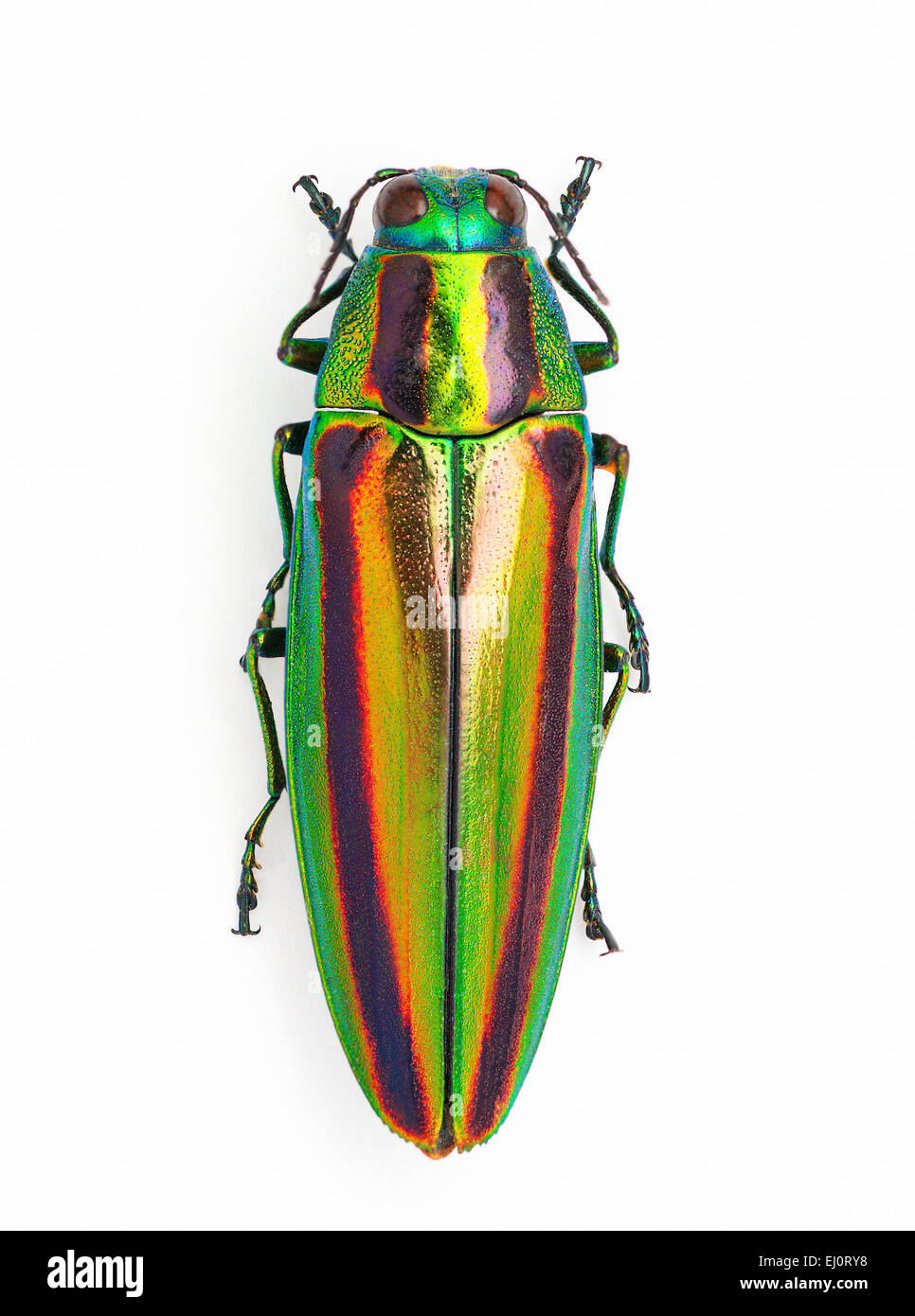 Chrysochroa fulgidissima hi-res stock photography and images