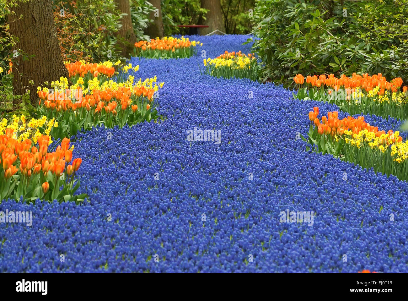 Парк цветов в голландии кекенхоф. Сухой ручей из цветов. Кёкенхоф рабатка. Речка из цветов. Топ самых красивых цветов.