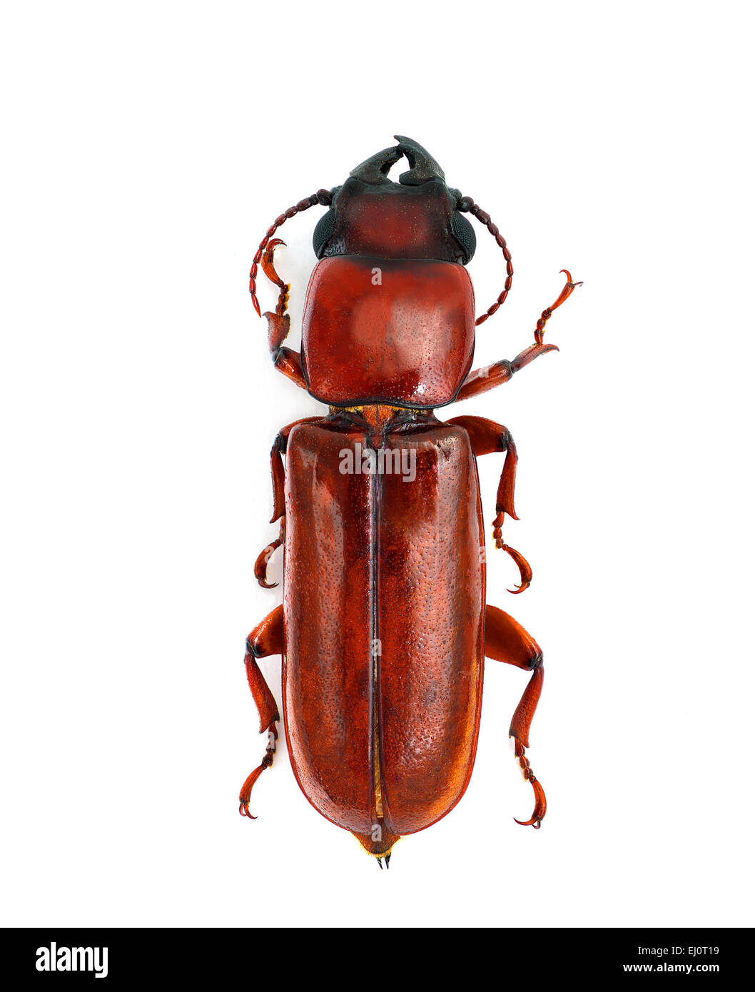 Parandra punctata hires stock photography and images Alamy