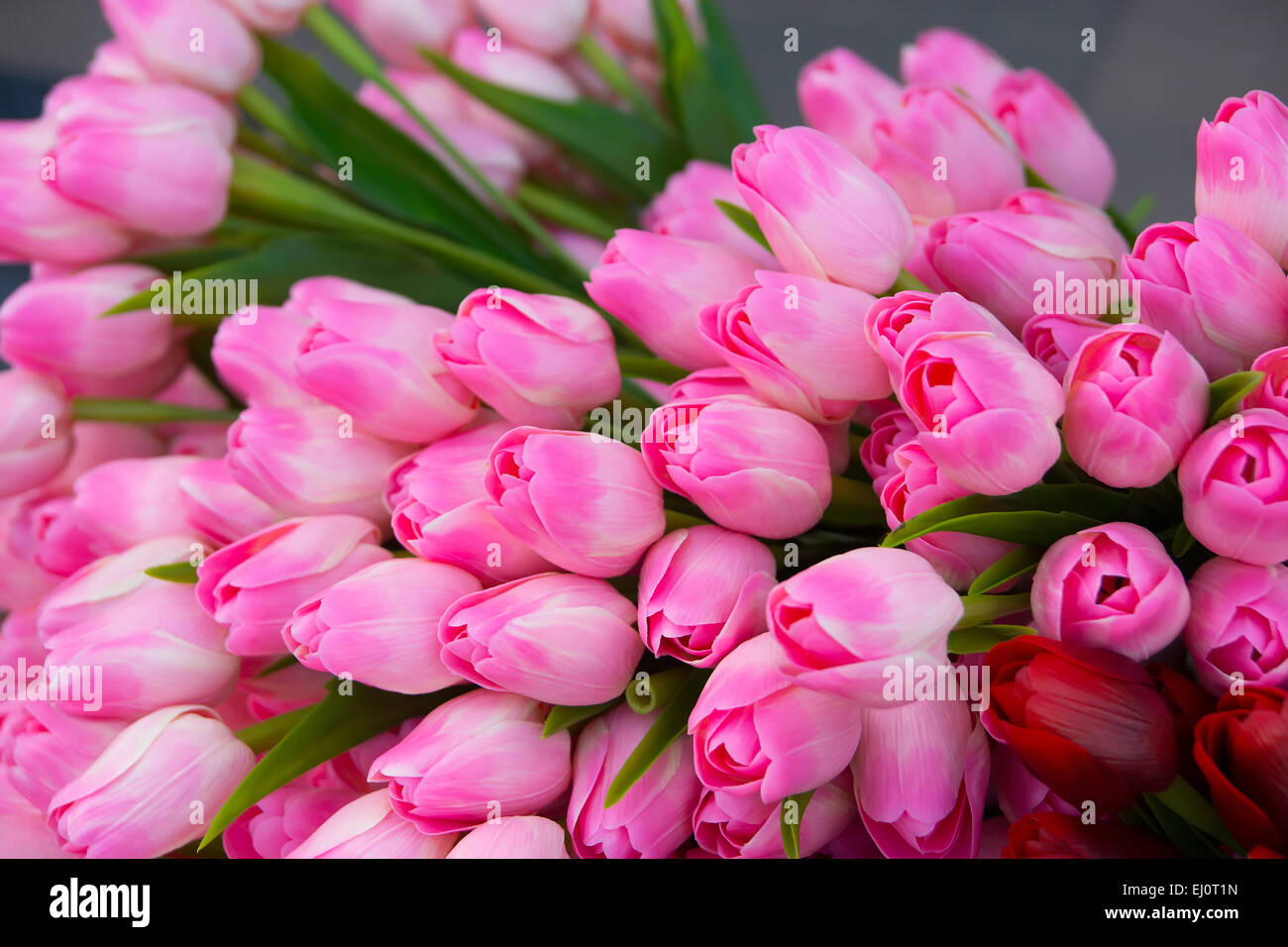 Huge posy of beautiful blossoming pink tulips. Stock Photo